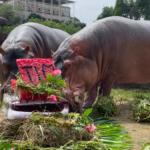 Bioparque do Rio faz promoção especial para festejar o São João e a Copa do Mundo