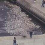 Baía de Guanabara tem 5,7 toneladas de peixes mortos retiradas em 24 horas