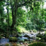 Projeto recuperará 6,6 mil hectares de Mata Atlântica na região norte fluminense